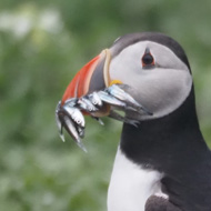 A puffin with a mouthful of sand eels, on a grassy ledge