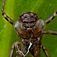 Set against the green of a pond leaf, the frame is filled with the husk left behind when a dragonfly  larva molts.