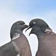 Two pigeons on a fence kissing