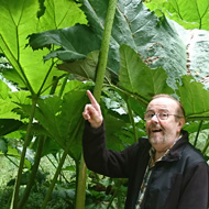 A photo of my other half standing under a Gunnera Manicata plant which is at least ten feet high, with huge architectural leaves, an amazing plant!