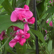 sweet peas blooming on a fence