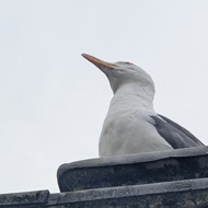 Seagull sitting on the edge of a building, photographed from below