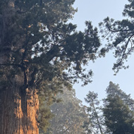 Grove of sequoias focusing on General Sherman. Sunlight dappled.