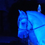 Horse display at nighttime, with a long dress trail being carried by helium ballons