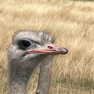 An ostrich seemingly posting with a slight side on view.