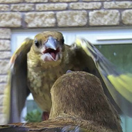 Greenfinches