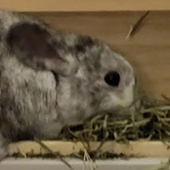 A white and grey rabbit squeezes into a wooden hay rack