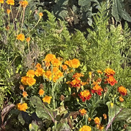 A busy and green allotment with flowers and tall runner bean plants