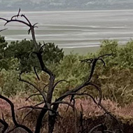A burned bush against a non-burned green scene.