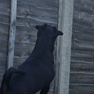 Dog in garden staring up at pigeon on neighbour's roof