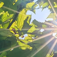 Leaf