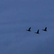 A silhouette of a man standing on the beach in Flåm's fjord. Three geese fly overhead in silhouette. Mist is rolling in. A low yellow safety barrier snakes from the mid-ground down into the bottom right, insisting on attention, being the only bright color.
