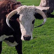 A Longhorn bull on Minchinhampton Common.