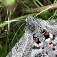 Moth