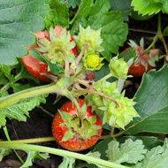 A handful of ripe strawberries in amongst green leaves.