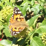 Butterfly on a hedge.  Orange wings with black spots