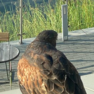 Raptor looking over a river