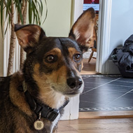 Dog stood in front of fireplace with ears cocked