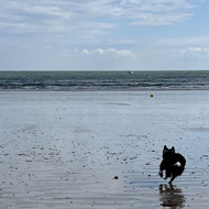 A black and white border collie chases