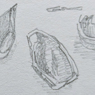 A pencil drawing of a cobnut deconstructed across the page with the husk onthe left and then the nut and its cracked pieces of shell strewn jaggedly across the composition