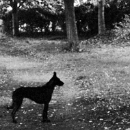 A black and white photo of a dark dog staring, still, beyond a tree. fallen leaves cover much of the grass.