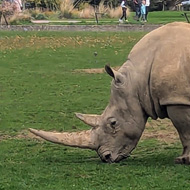 Mother and baby rhinos at Cotswold Wildlife Park.