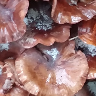 Brown-ish mushrooms sprout from the base of a tree