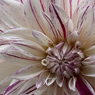 A very large pink and white flower head