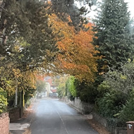 A fall scene from treetop level