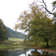Green, gold, and brown trees around a dark pond, with rolling green hills in the background, under a muted grey sky
