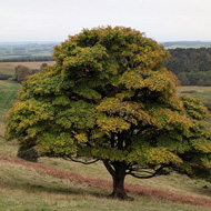 A maple stands in full leaf just starting to turn to gold on the side of a hill which rolls down past it into the rolling Borders countryside