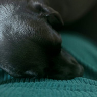 Black puppy sleeping on chest