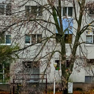 Tree with no leaves in Winter