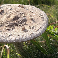 2 parasol mushrooms on the grassy headland at Pentire, Cornwall