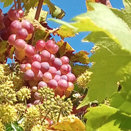 Red grapes among the leaves on an overhead vine
