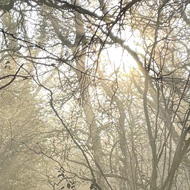 Winter sun through trees. A small dog in the background