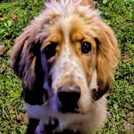 Dog looking into the camera in front of many Christmas decorations