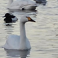 Lake with bewick swans, ducks and other birds on a crisp winters day