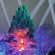 Spotlights  in the sky and a nicely lit tree