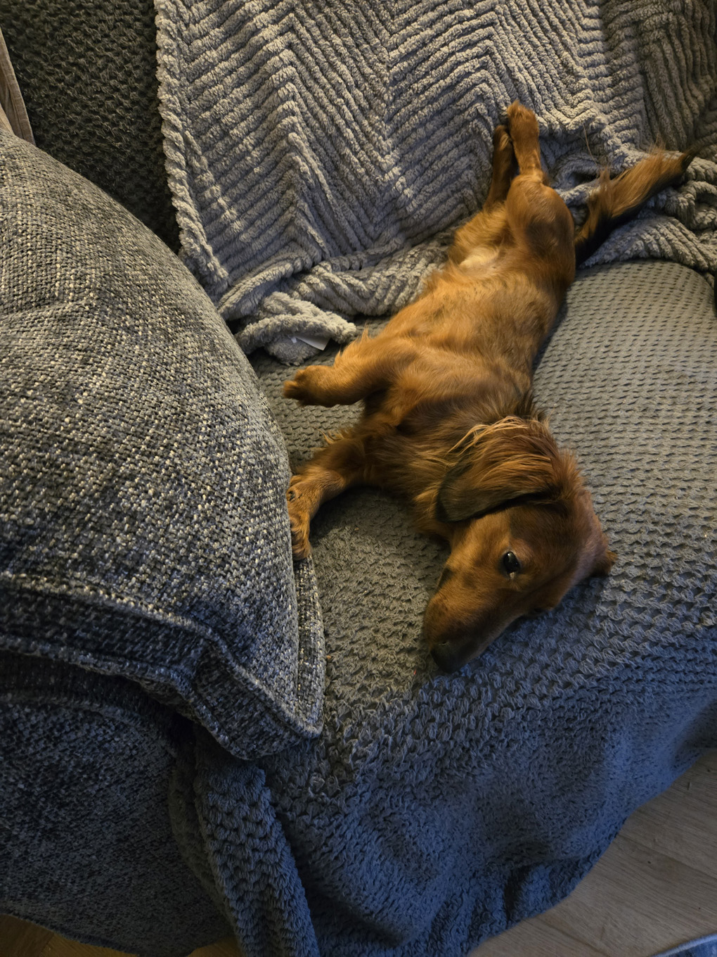 A long haired sausage dog is lying in a slightly twisted position half on his back, half on his side on a sofa