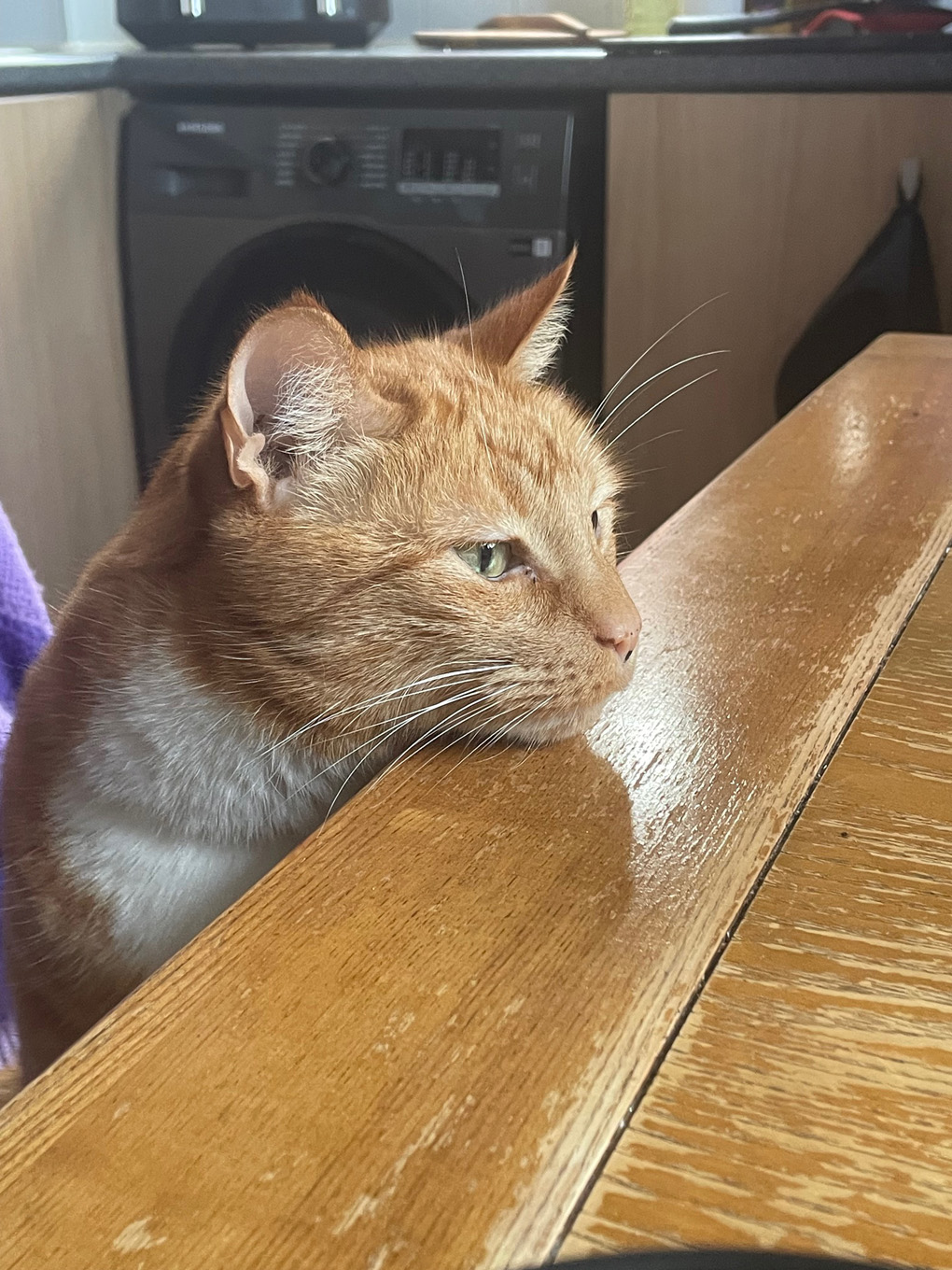 Ginger male cat stares longingly at a plate of bacon just out of view!