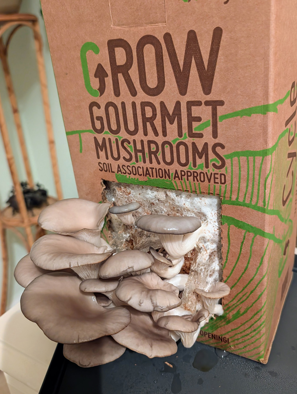 Mushrooms grown indoors just before harvesting.