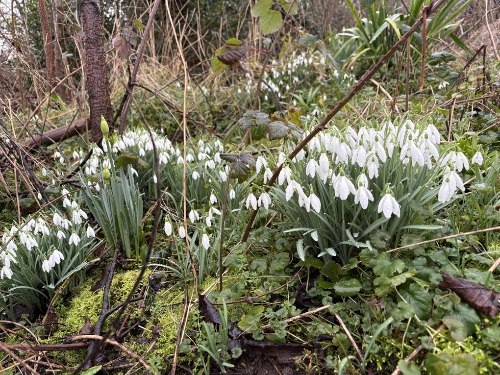 Snowdrops