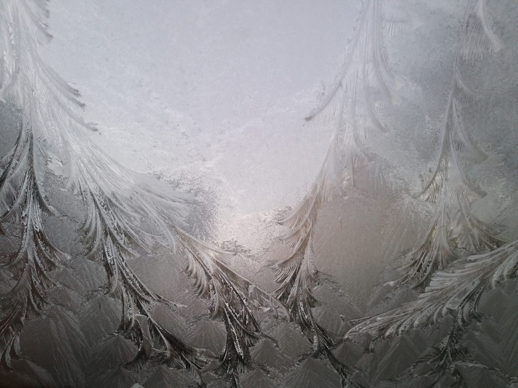 Tree branch shapes in ice across the car windscreen