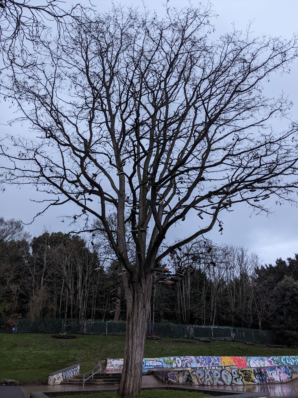 A tree on a grey winter day with branches hung with pairs of shoes laces tied together dangling from the tree