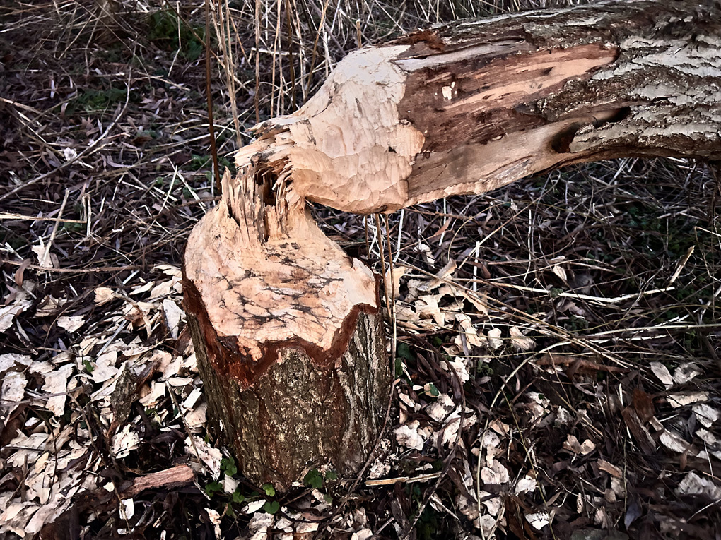 A tree felled with clear evidence of beavers having munched its trucking a beautifully concentric pattern.