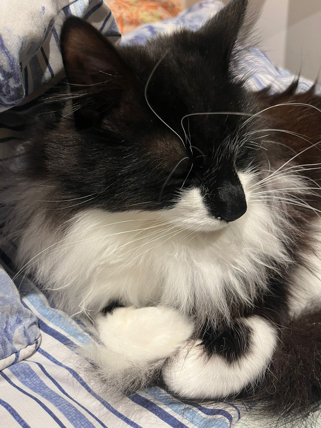 Very fluffy black and white cat sits with his arms folded on a blue and white duvet
