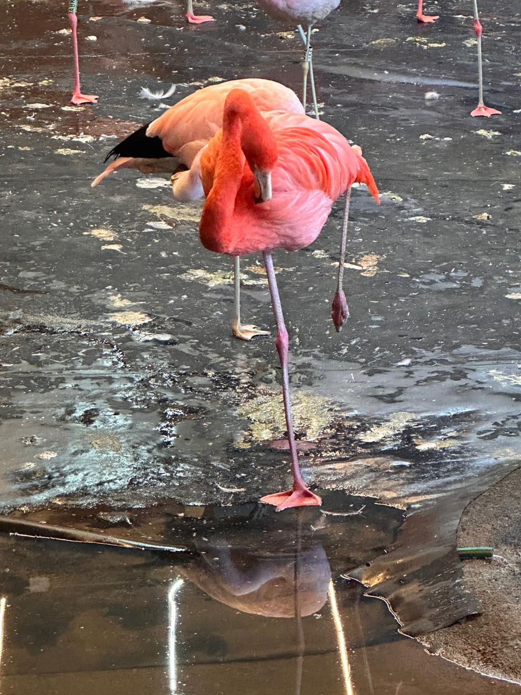 Pink flamingo cleaning itself