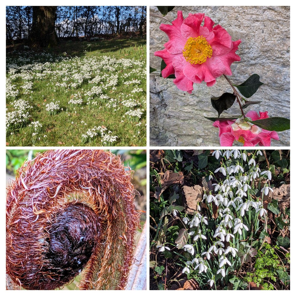 A quadrant of photos :- Top left showing a carpet of snowdrops, Top right is the final two Camelias with frilled petals growing under glass in a Ninfarium, bottom left shows the leaf stock of a giant Fern tightly curled up ready to unfurl , bottom right shows a close up of a clump of Snowdrops basking in the sun at the road side.