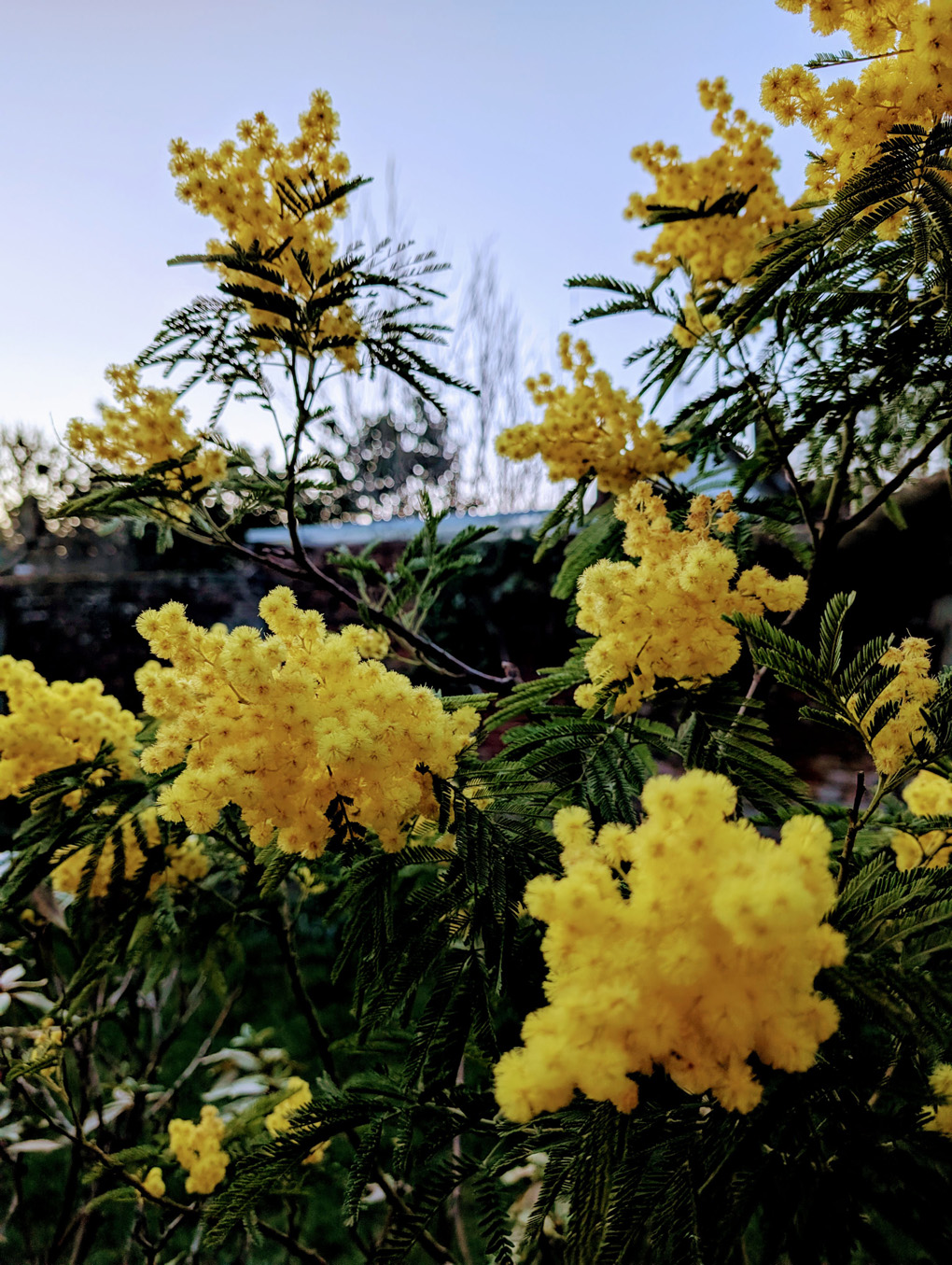 Mimosa flowers at dusk